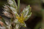 Silver nailwort